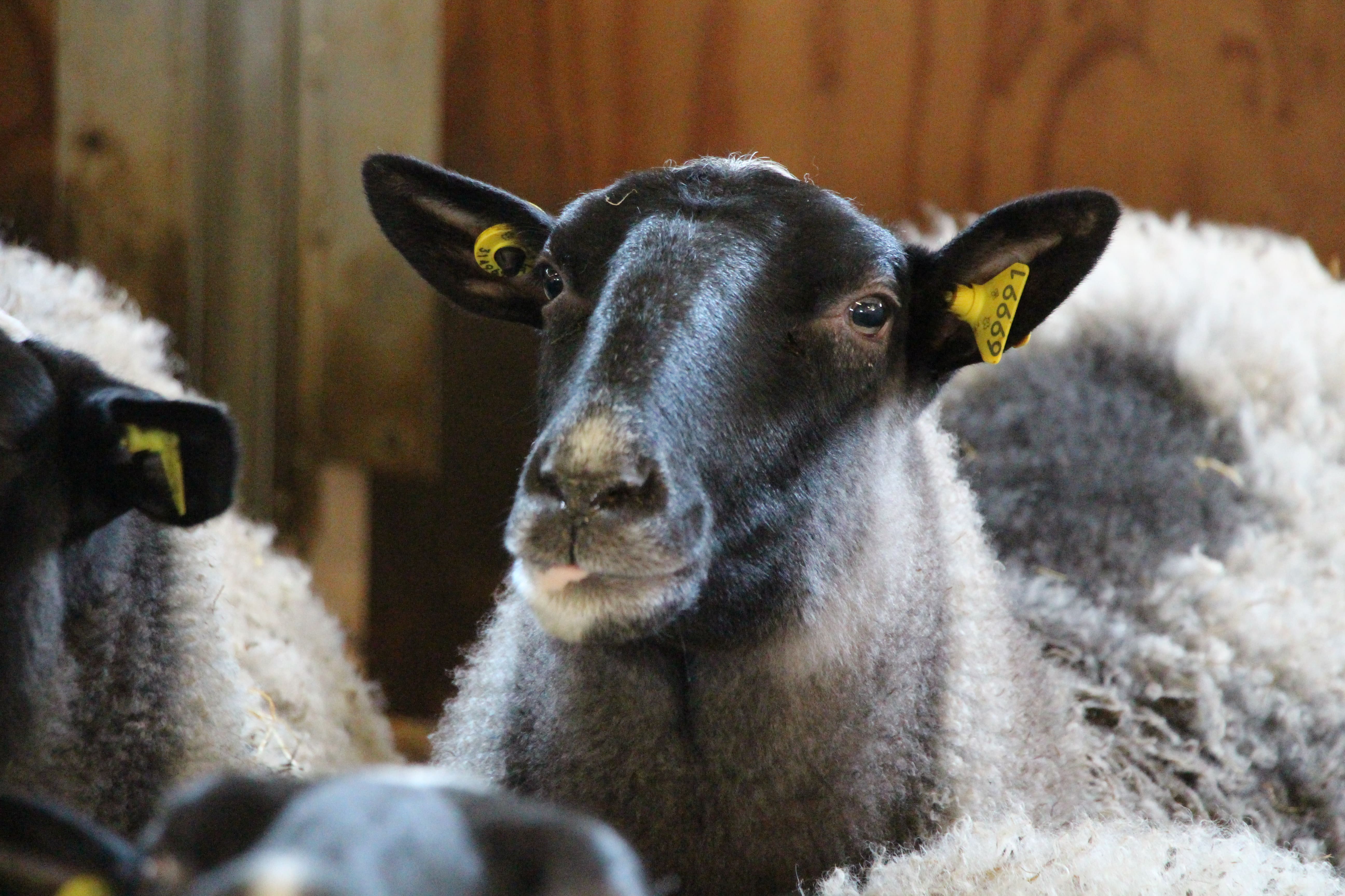 Production animale
